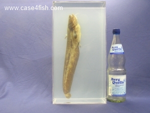 Foto Galerie/Siluriformes/Silurus glanis/Silurus glanis_08_S.jpg